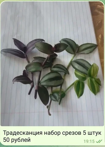 Традесканция укоренённая в стаканчиках - Роликовые коньки в Орск