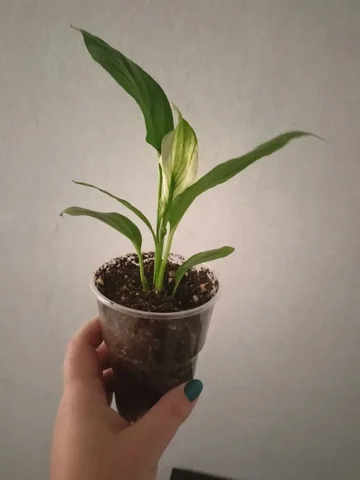 Продажа спатифиллума в Орске-Новотроицке - частное объявление в Орск-Новотроицк