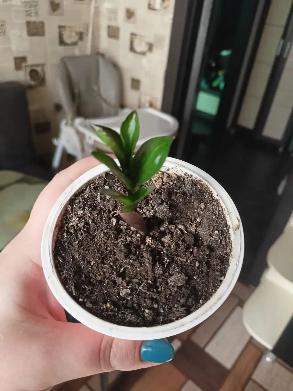 Замиокулькас зелёный - Растения (Хобби и отдых) в Орск