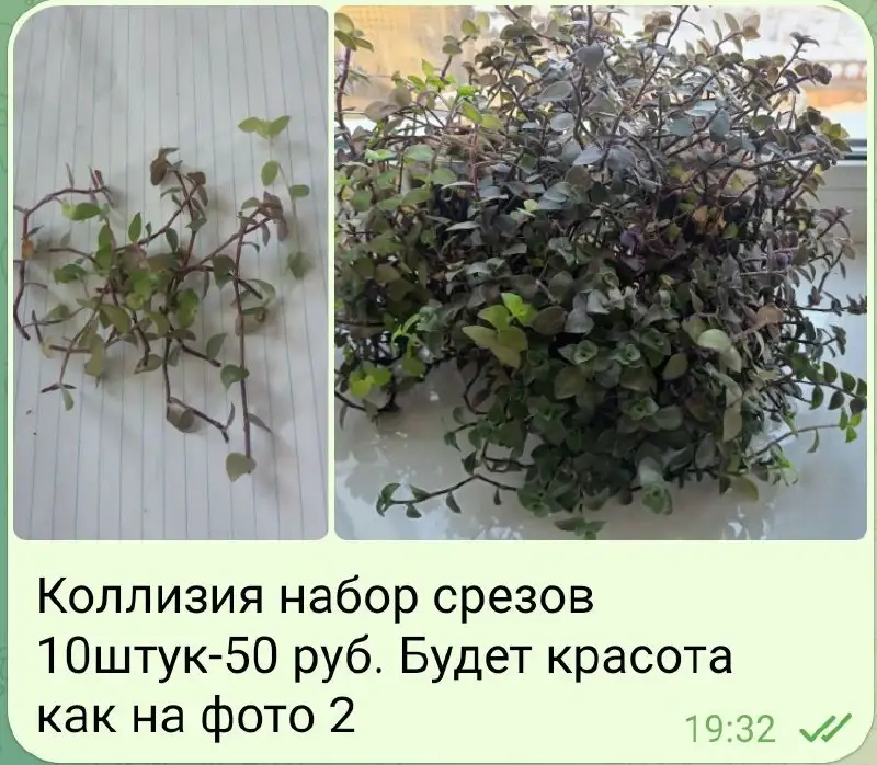 Растения коллизия в стаканчиках - Барахолка в Орск-Новотроицк