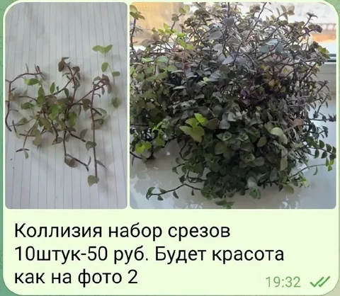 Растения коллизия в стаканчиках - Продукты питания в Орск-Новотроицк