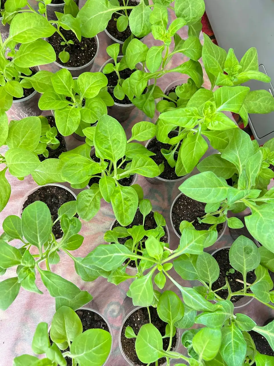 Рассада цветов Петунии и Астры - Растения (Хобби и отдых) в Орск