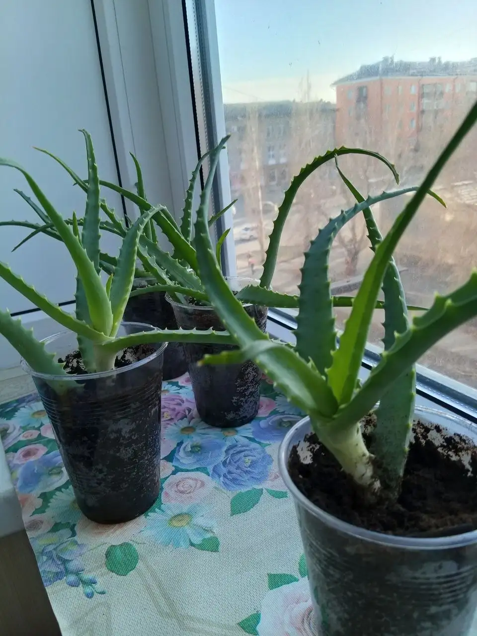 Продам алоэ столетник - Растения (Хобби и отдых) в Новотроицк