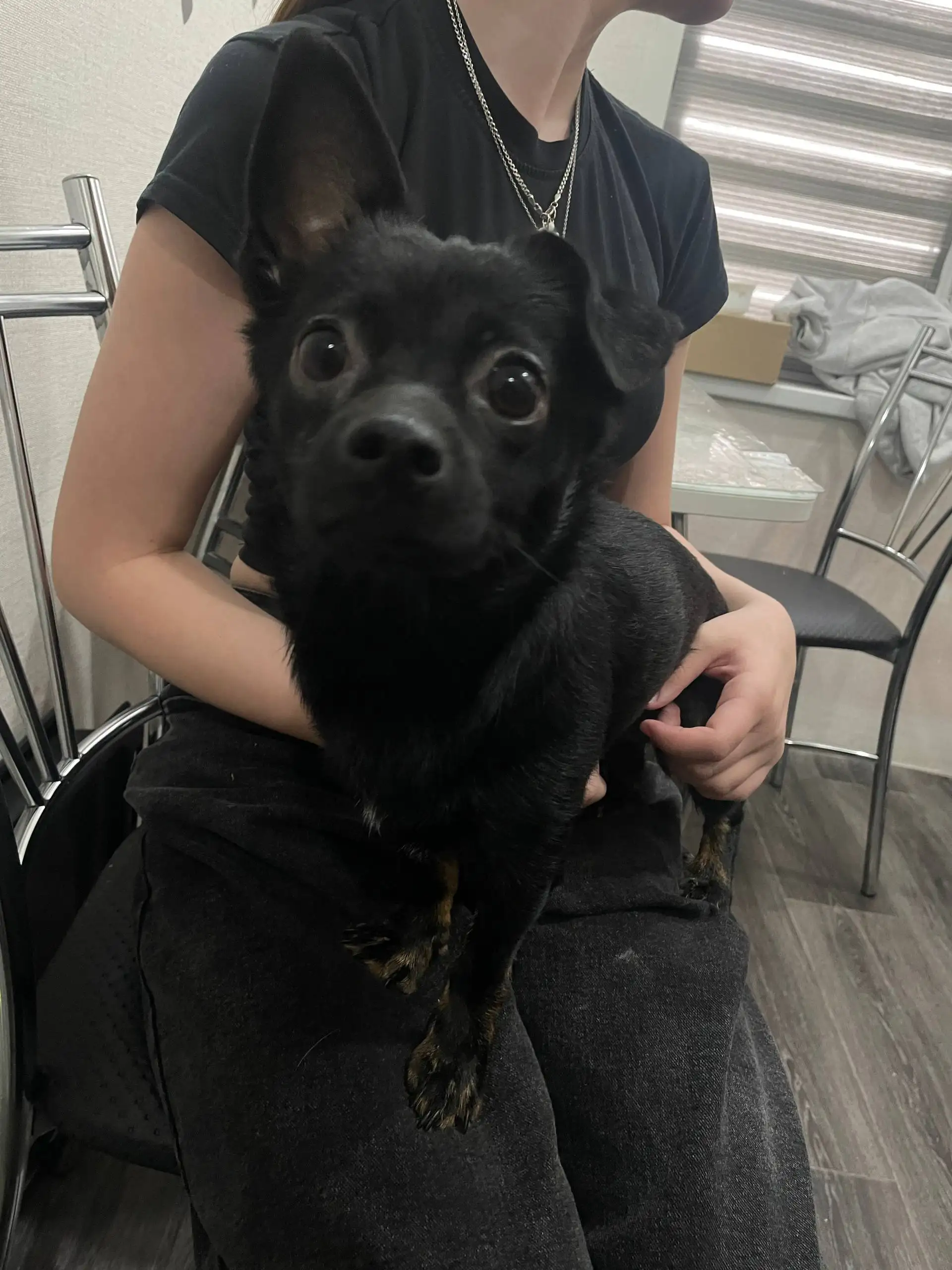 Найденная собака в Новотроицке - Собаки (Животные) в Новотроицк