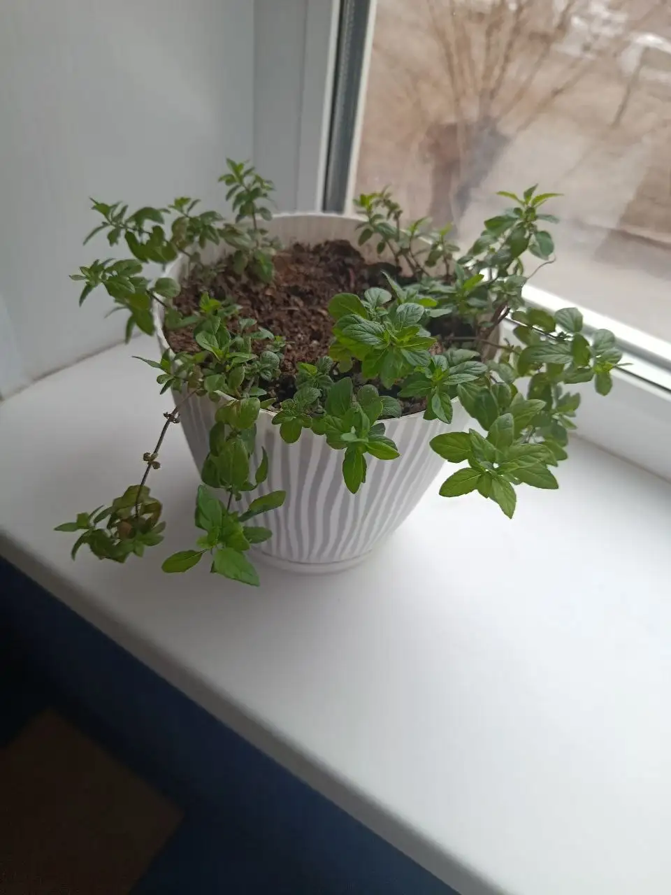 Продажа мяты (персик) - Барахолка в Орск