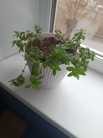 Продажа мяты (персик) - Барахолка в Орск