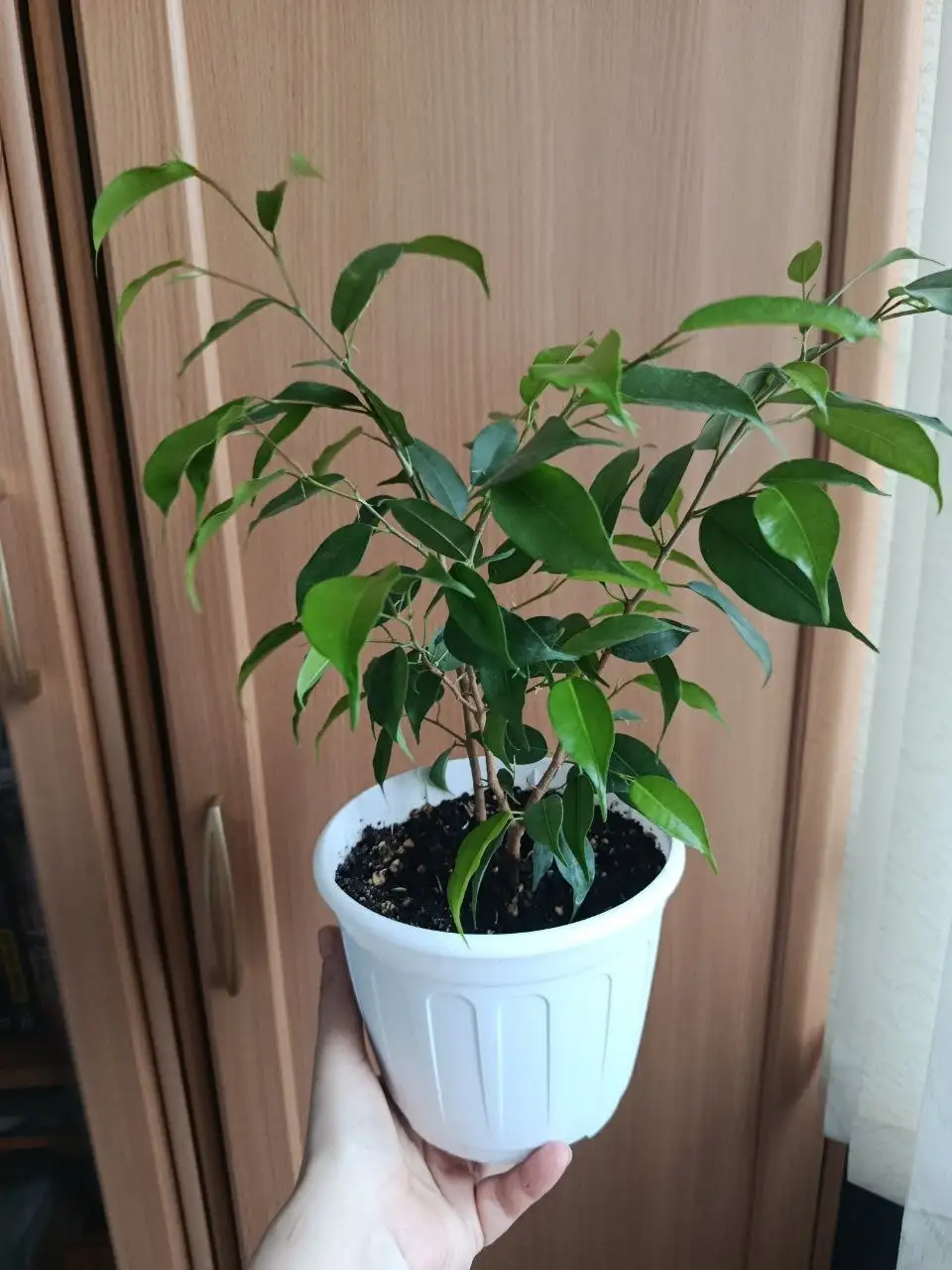 Продам фикус 2 корня - Растения (Барахолка) в Орск или Новотроицк