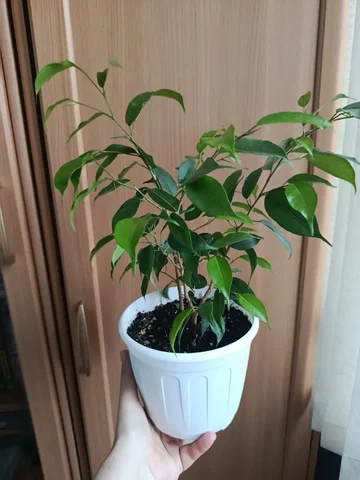 Продам фикус 2 корня - частное объявление в Орск или Новотроицк