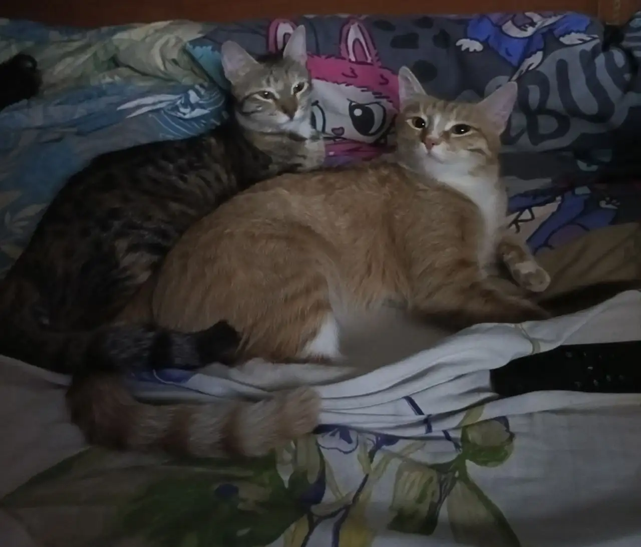 Пропала рыжая кошка в районе Нефтяника - Животные в Орск