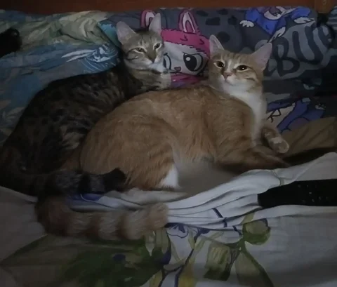 Пропала рыжая кошка в районе Нефтяника - частное объявление в Орск