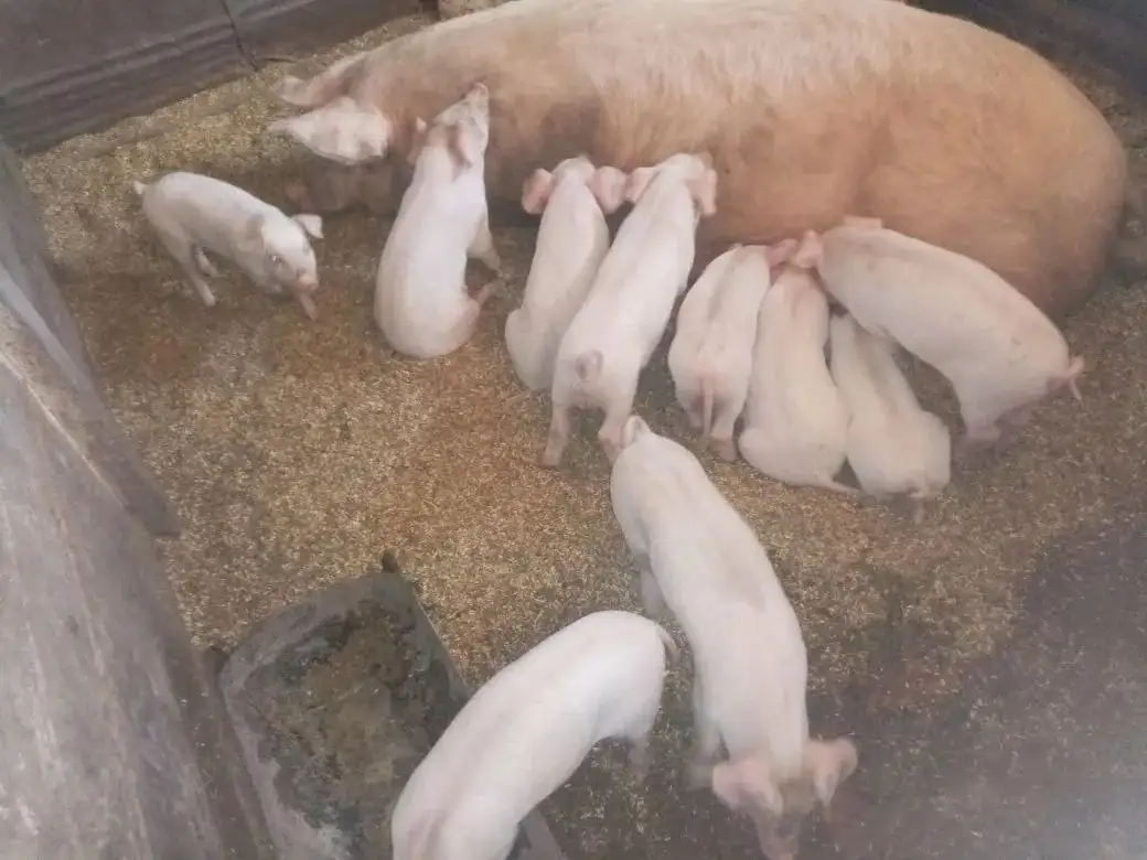 Продам поросят Ландрас+Дюрок - Сельскохозяйственные животные (Животные) в Орск