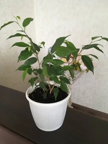 Продам фикус - Аквариумистика в Орск