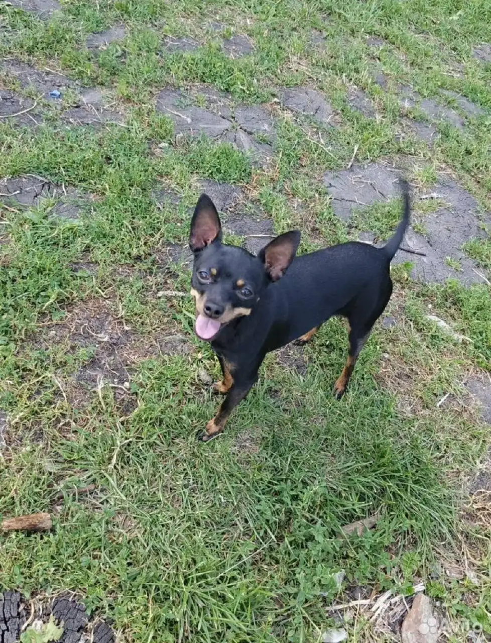 Собака 6 месяцев в добрые руки - Собаки (Животные) в Орск