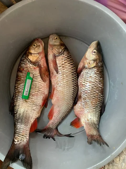 Свежая рыба голавль 2,5 кг - Хозяйственные товары в Орск-Новотроицк