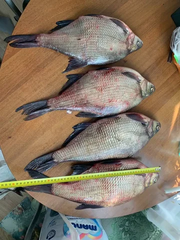 Свежий икряной лещ Ириклинский - Искусственные цветы в Орск