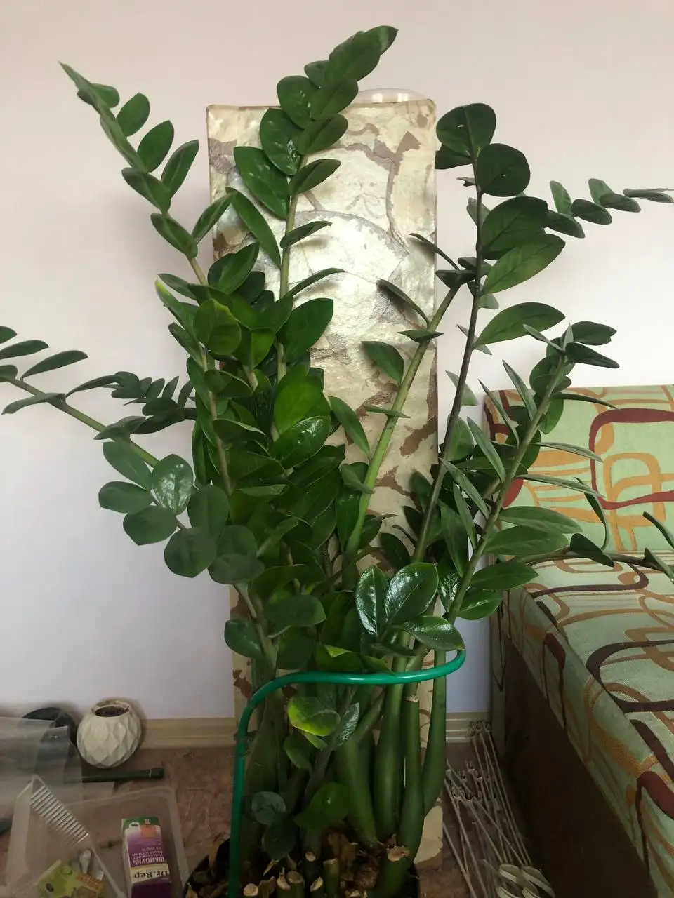 Продам доллоровое дерево (Замикулькас) - Растения (Хобби и отдых) в Орск