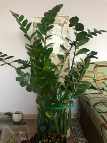 Продам доллоровое дерево (Замикулькас) - Спорттовары в Орск