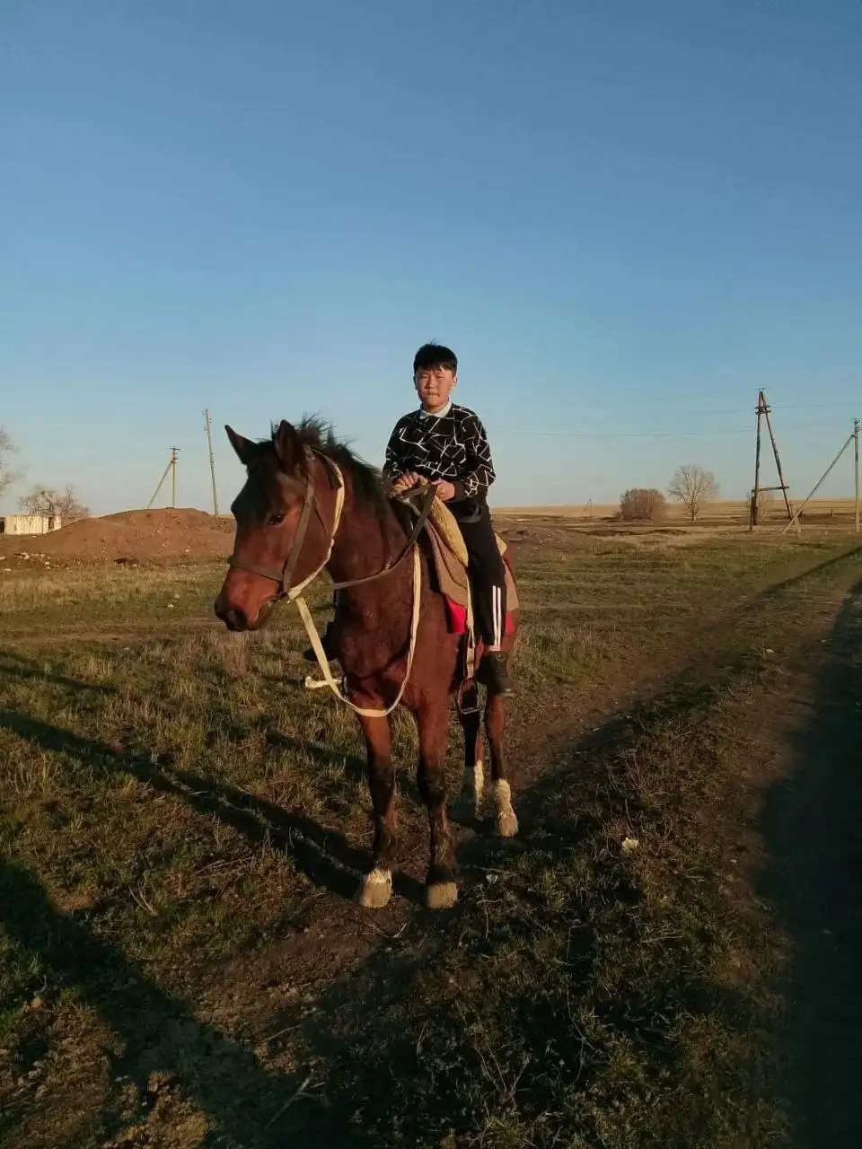 Продажа трехлетнего жеребца - Лошади (Животные) в Орск