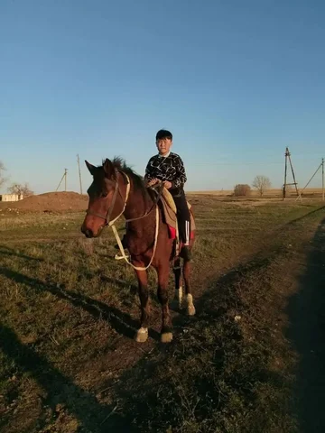 Продажа трехлетнего жеребца - Кошки в Орск