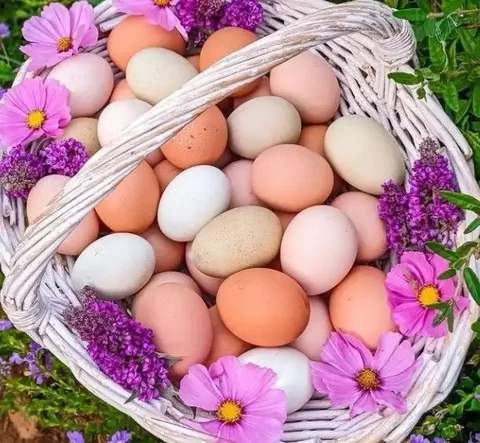 Свежие домашние яйца в Орске - Стройматериалы в Орск