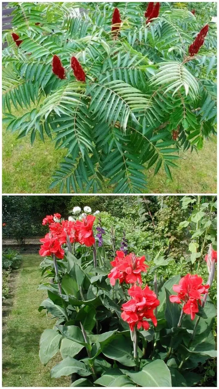 Продажа саженцев и растений - Садоводство (Хобби и отдых) в Орск