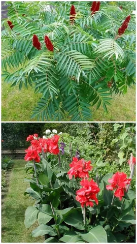 Продажа саженцев и растений - Спорттовары в Орск