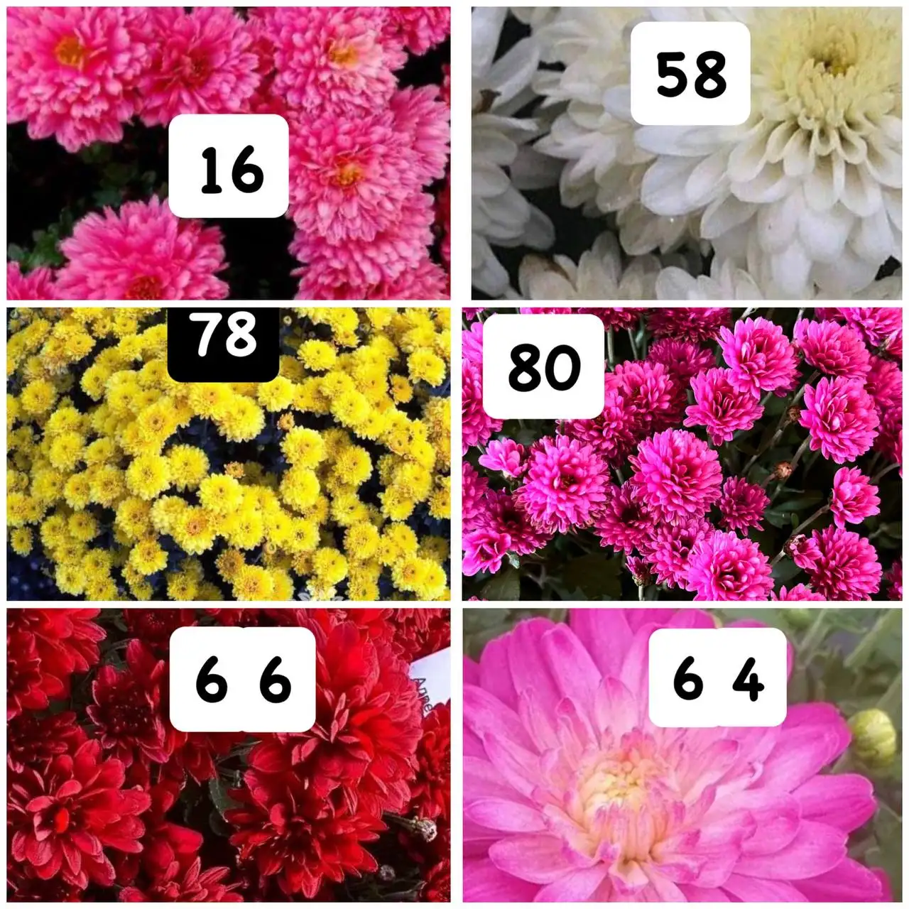 Хризантемы мультифлора - Растения (Хобби и отдых) в Орск