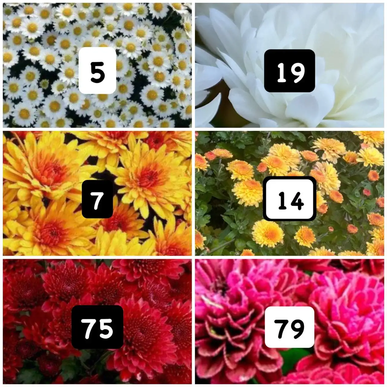 Хризантемы мультифлора - Растения (Хобби и отдых) в Орск