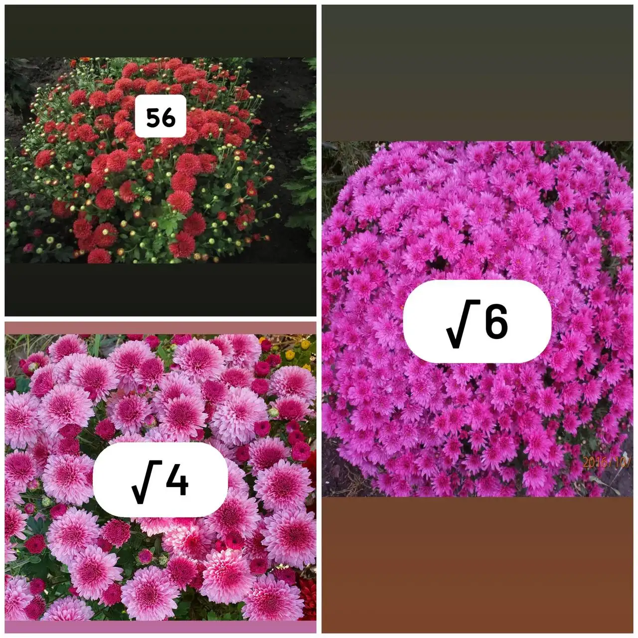 Хризантемы мультифлора - Растения (Хобби и отдых) в Орск