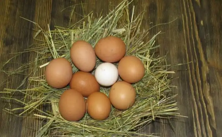 Продажа домашних яиц в Орске - Барахолка в Орск