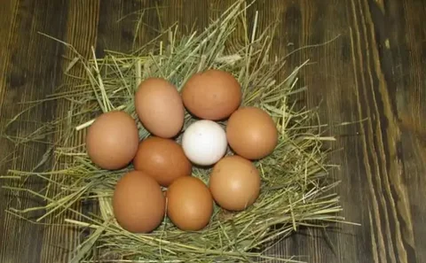 Продажа домашних яиц в Орске - Стройматериалы в Орск