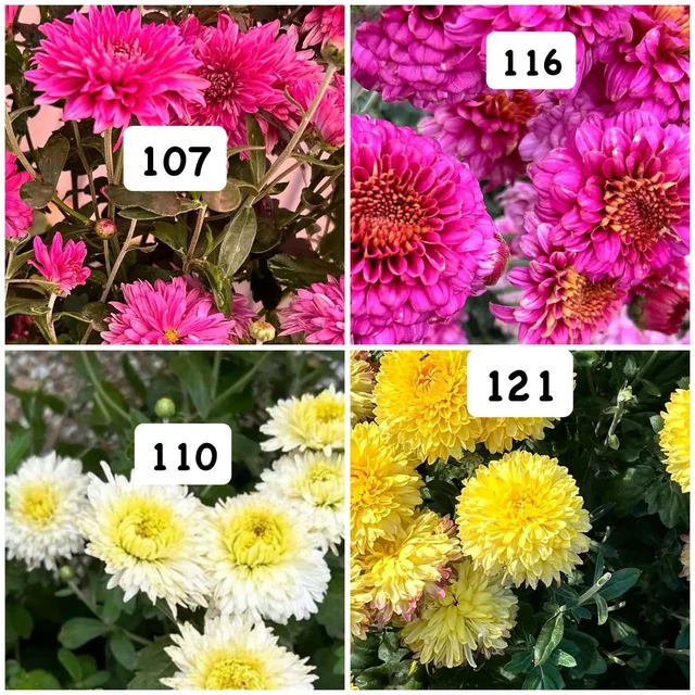 Корейские хризантемы, набор 10 шт - частное объявление в Орск или Новотроицк