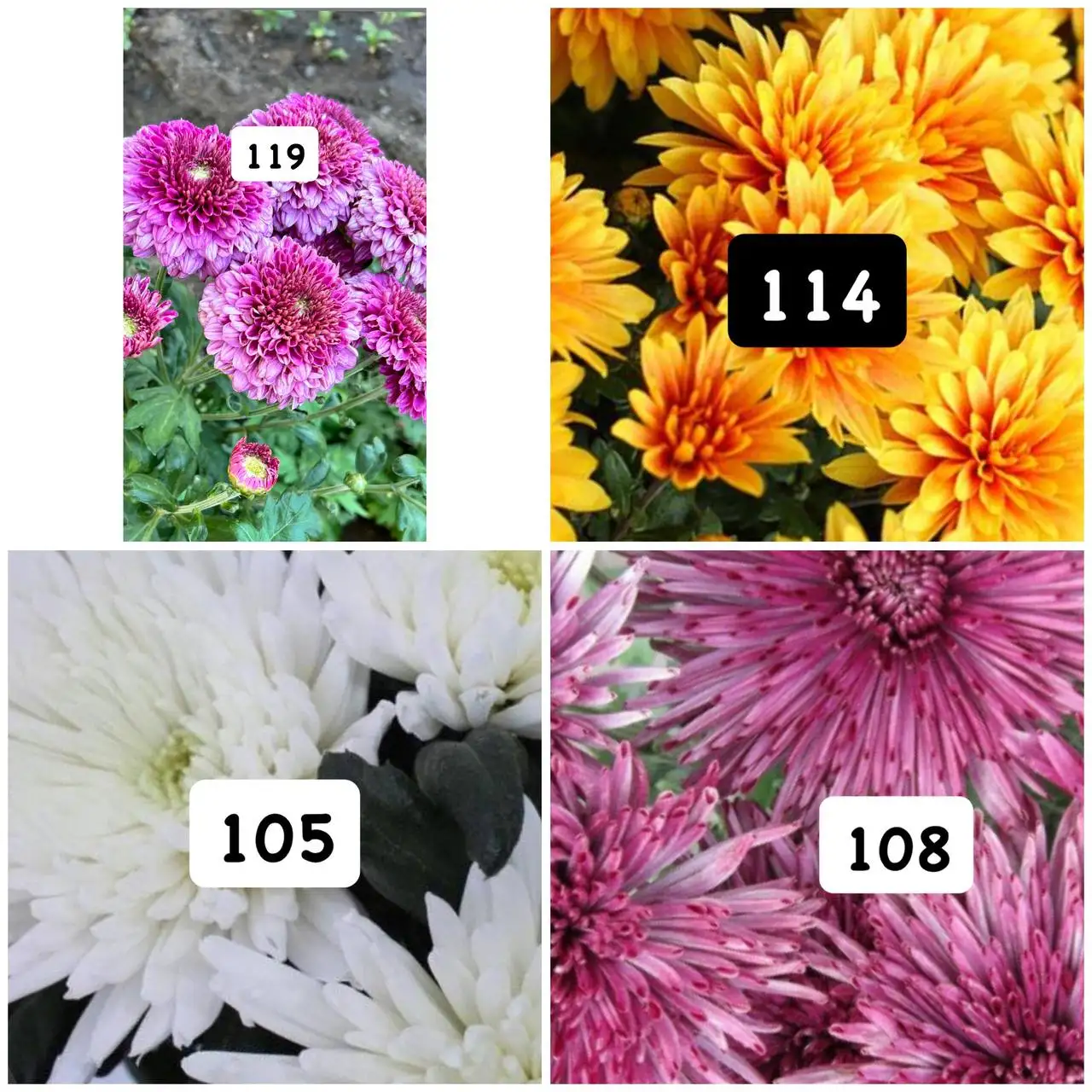 Корейские хризантемы, набор 10 шт - Растения (Хобби и отдых) в Орск или Новотроицк