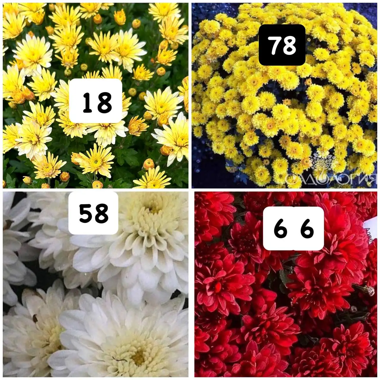 Хризантемы мультифлора набор 10 шт - Растения (Хобби и отдых) в Орск