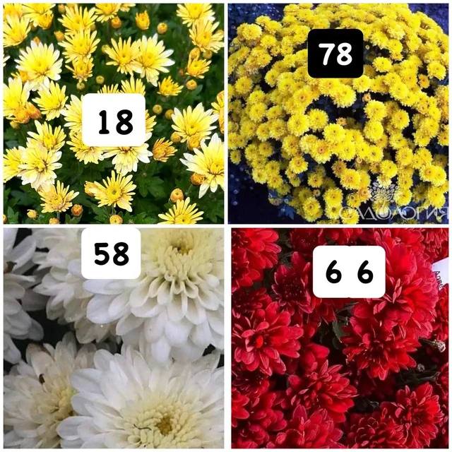 Хризантемы мультифлора набор 10 шт - Спорттовары в Орск
