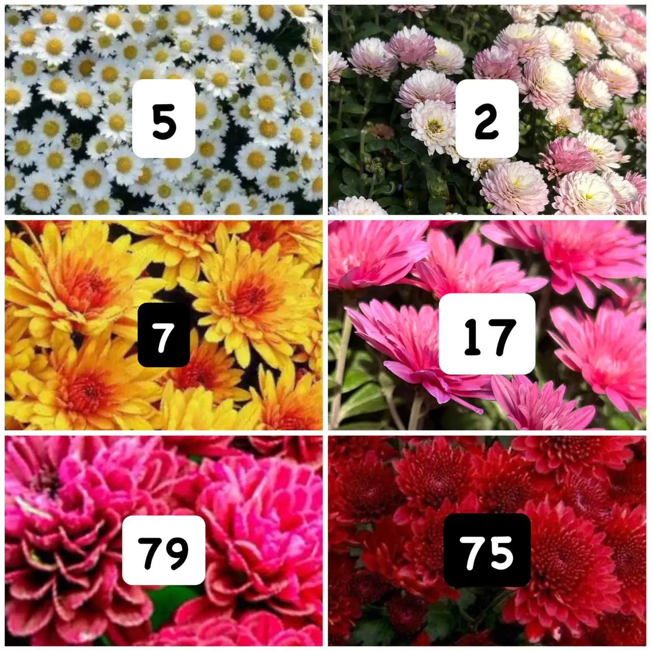 Хризантемы мультифлора набор 10 шт - Растения (Хобби и отдых) в Орск