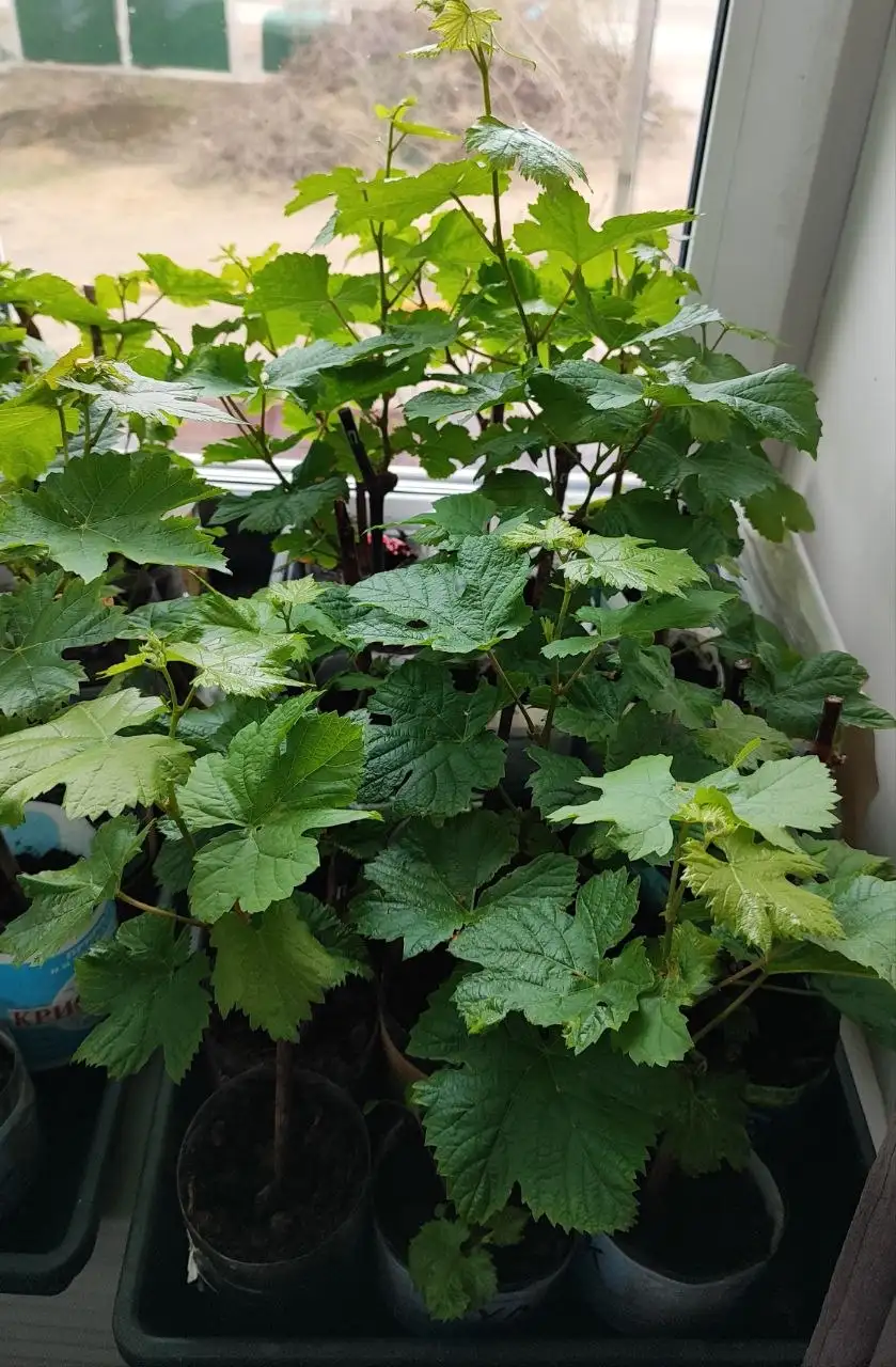 Саженцы винограда столовых сортов - Саженцы (Для дома и дачи) в Орск-Новотроицк