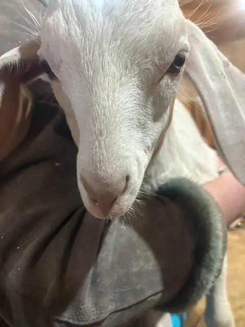 Продам козла породы Нубийская - Птицеводство в Орск