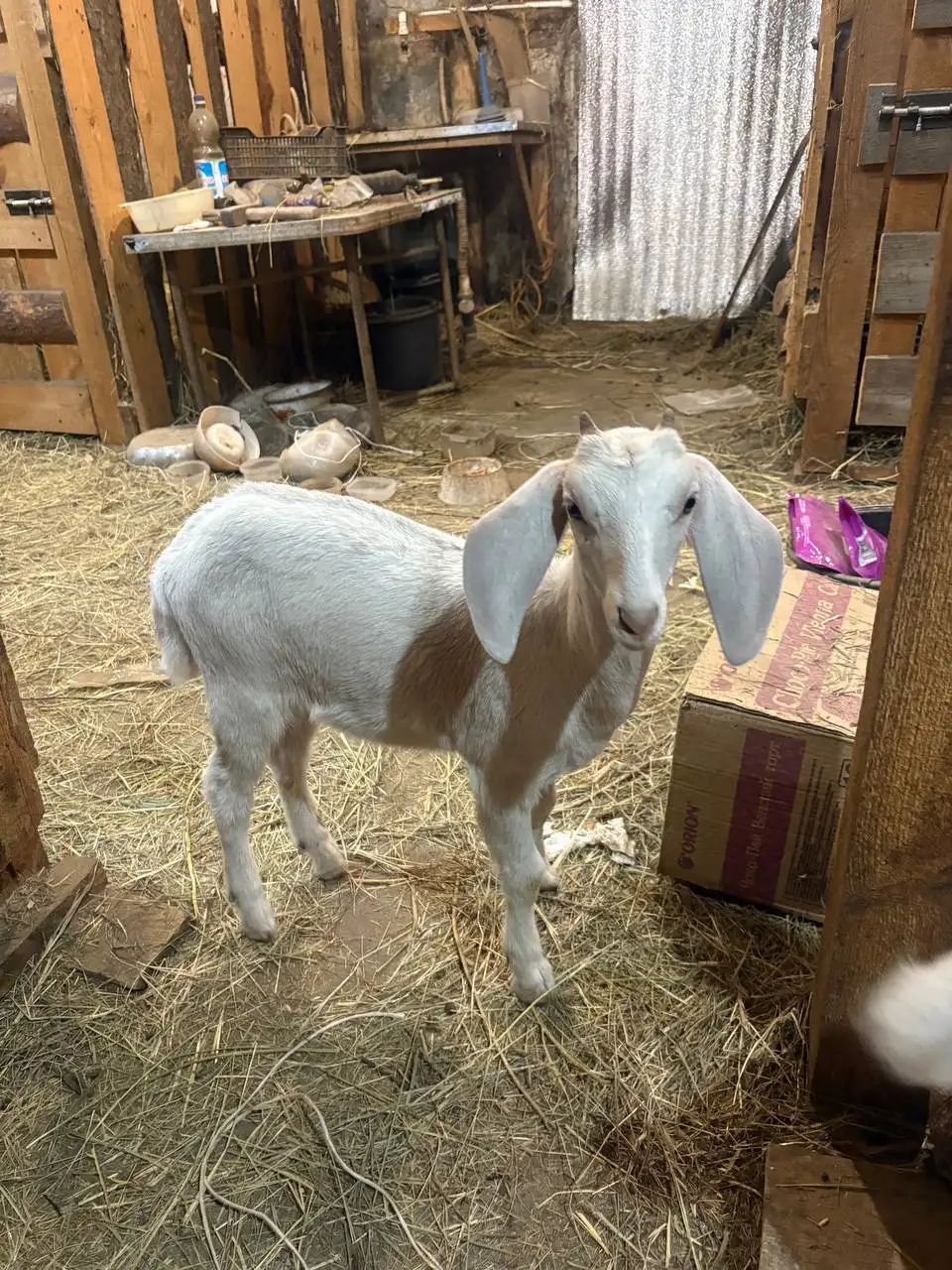 Продам козла породы Нубийская - Сельскохозяйственные животные (Животные) в Орск