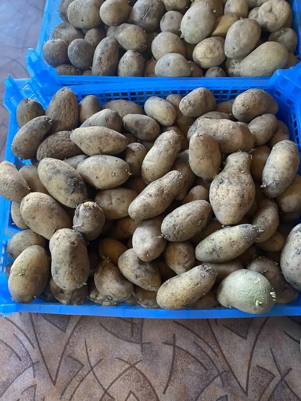 Продам семенной картофель - Растения и семена (Для дома и дачи) в Новотроицк