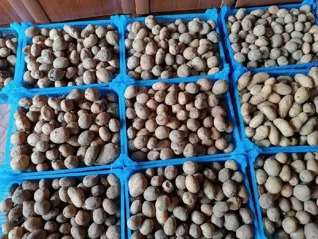 Продам семенной картофель, 2 вида - Котлы в Новотроицк