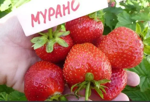 Продам рассаду клубники - Кашпо в Орск