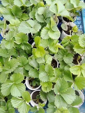 Продам рассаду клубники - Рассада (Для дома и дачи) в Орск