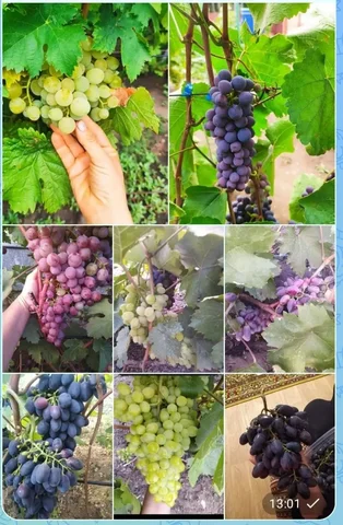 Продажа саженцев винограда, лилии, вишни, смородины, крыжовника - Семена и рассада в Орск