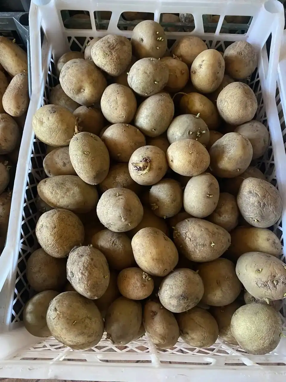 Продажа семенного картофеля в Новотроицке - Семена и рассада (Для дома и дачи) в Новотроицк