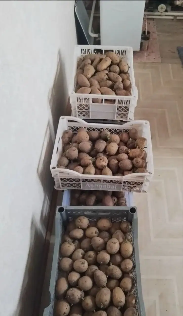 Продам семенную картошку - Для дома и дачи в Орск