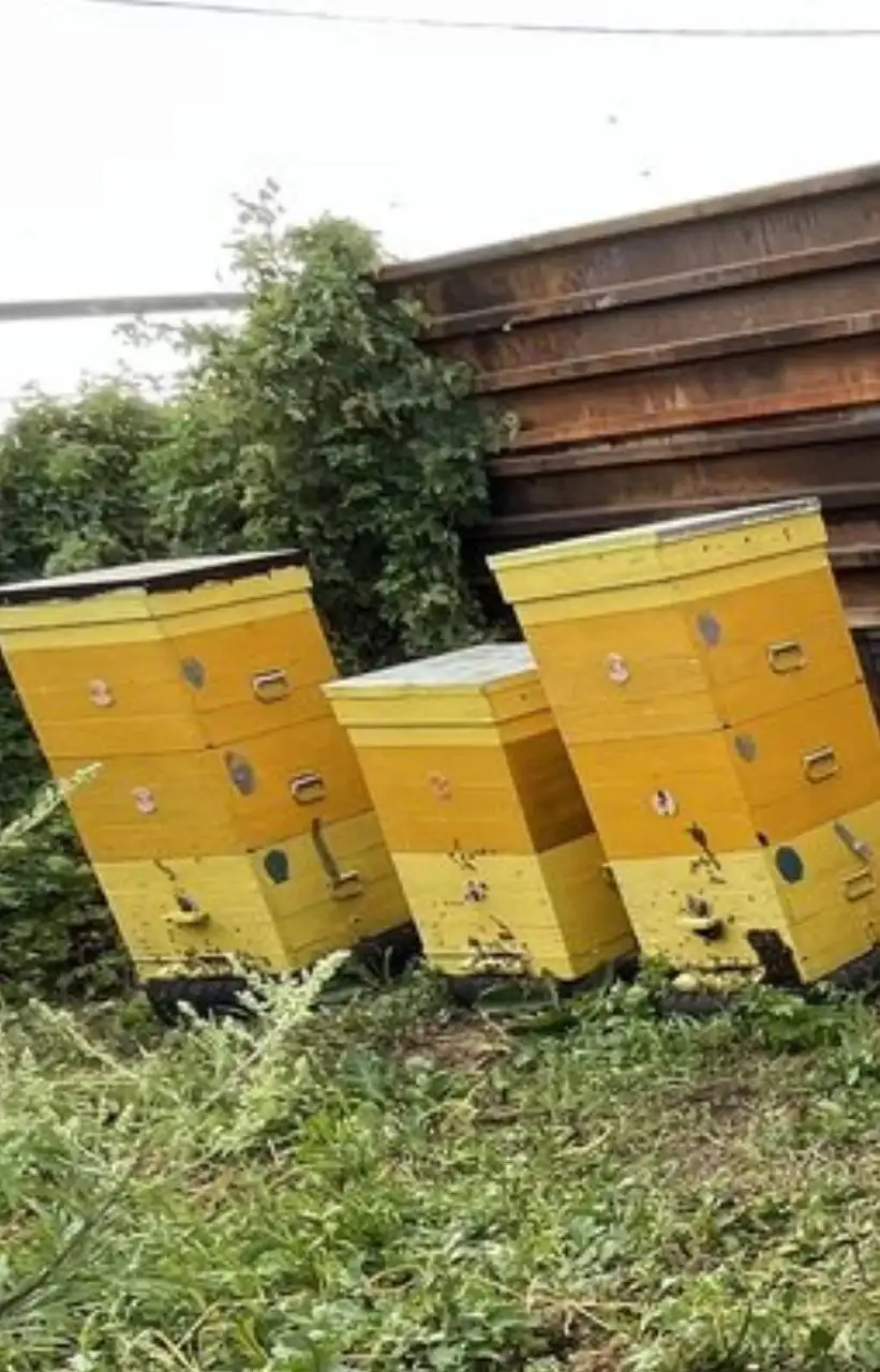Продам ульи Дадан на 12 рамок - Пчеловодство (Животные) в Орск