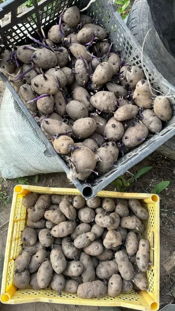 Продам семена элитного синего картофеля - Для дома и дачи в Орск