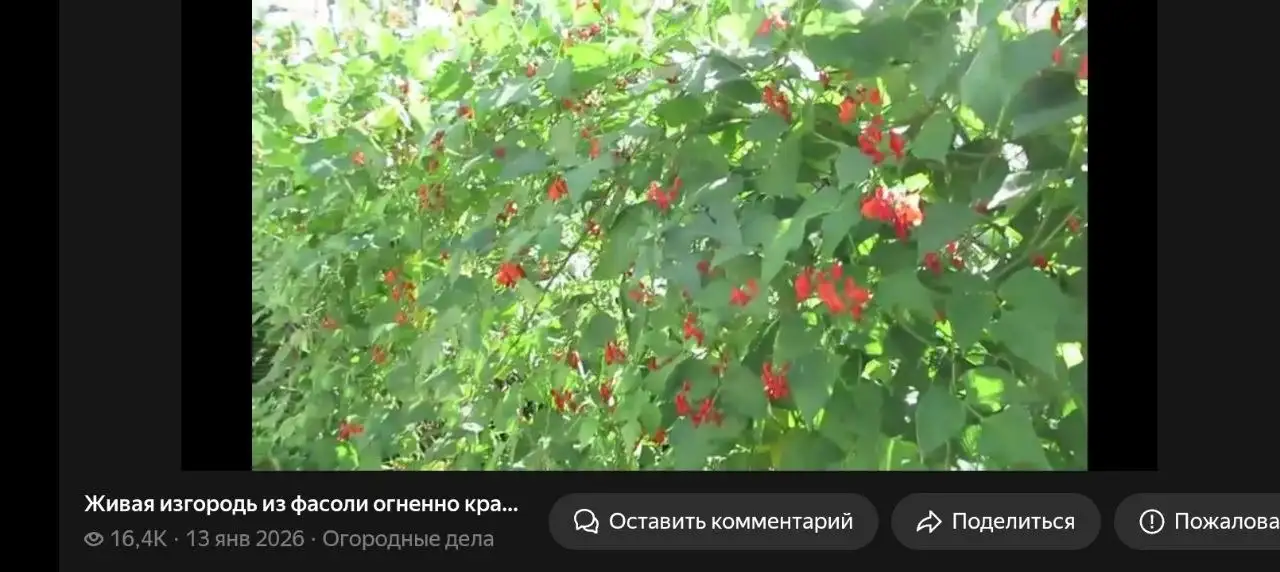Продам крупную фасоль - Барахолка в Орск