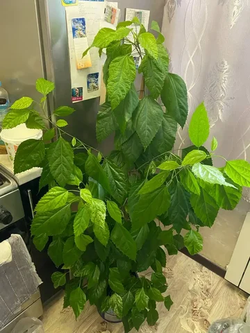 Купера гибискус куст и саженцы - Хобби и отдых в Кемерово